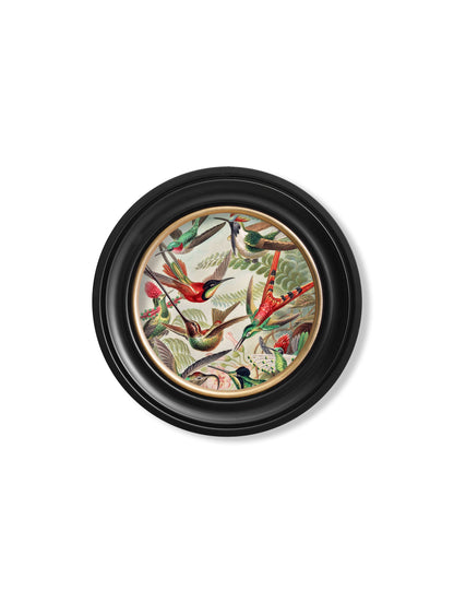 c 1904 haeckel flora and fauna round frames in size 70 x 70cm - glass-fronted framed wall art print with solid wood frame, a beautiful addition to stylish homes
