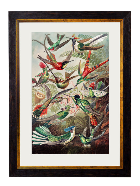 c.1904 Haeckel Hummingbirds in size 38 x 50cm - glass-fronted framed wall art print with solid wood frame, adds elegance to your decor