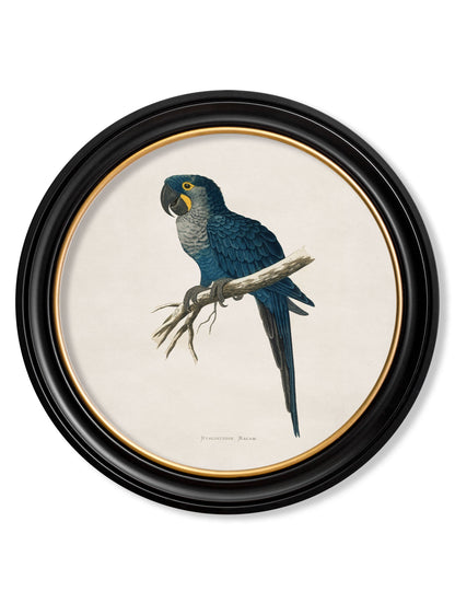 c 1884s collection of macaws in round frames in size 70 x 70cm - glass-fronted framed wall art print with solid wood frame, luxury wall art for sophisticated spaces
