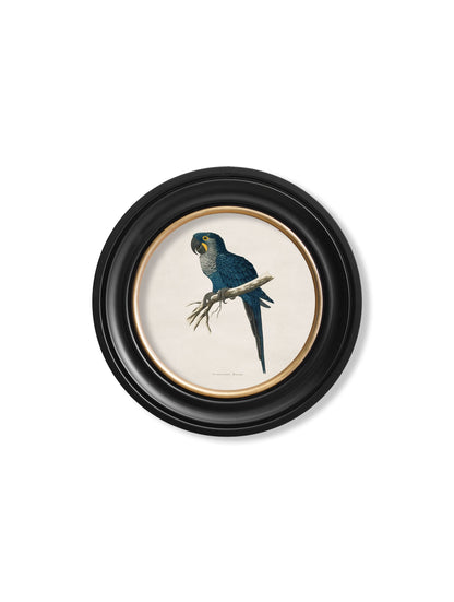 c 1884s collection of macaws in round frames in size 44 x 44cm - glass-fronted framed wall art print with solid wood frame, luxury wall art for sophisticated spaces