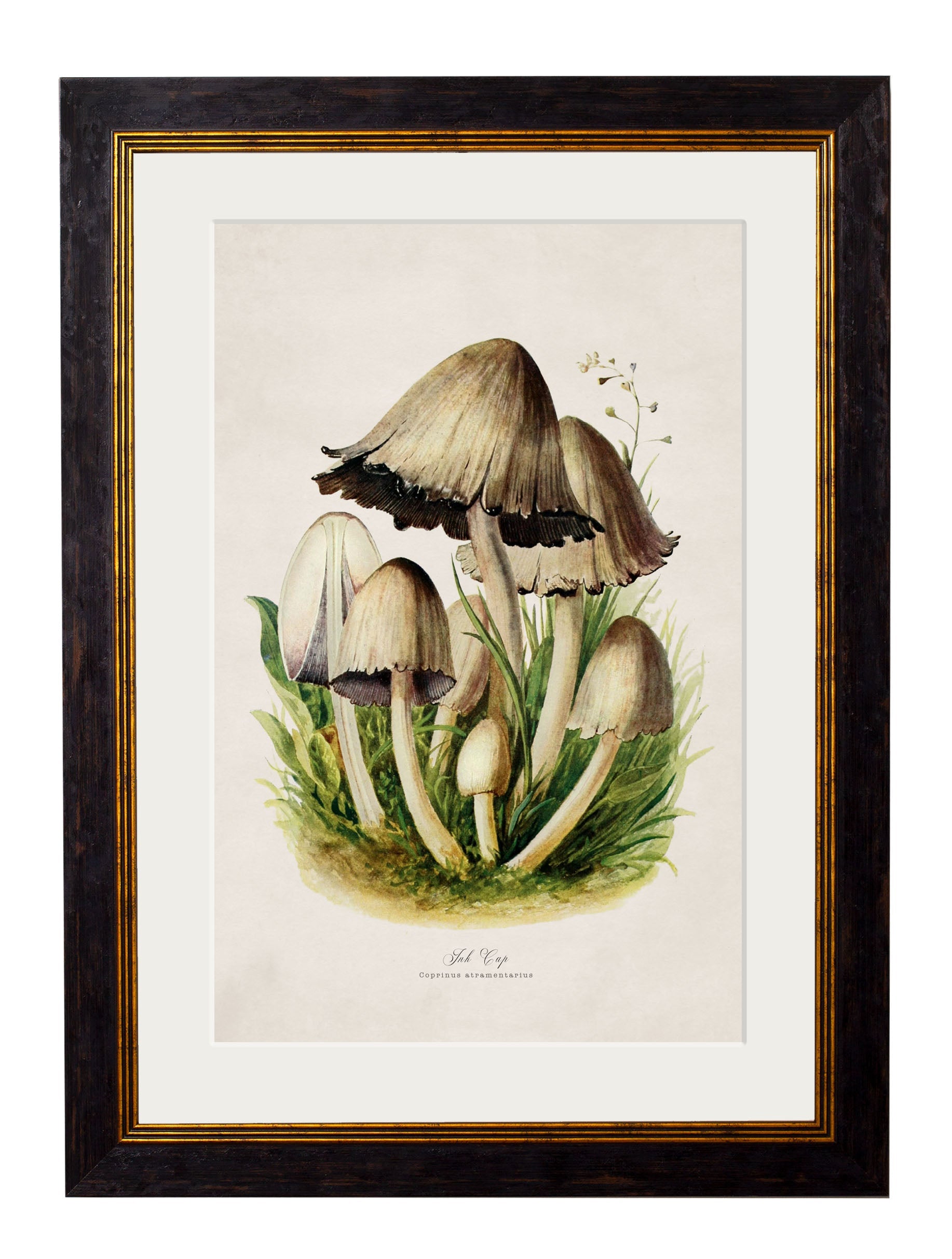 c 1913 edible mushrooms in size 38 x 50cm - glass-fronted framed wall art print with solid wood frame, adds elegance to your decor