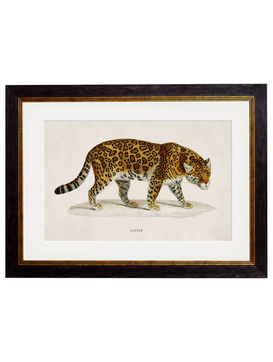 c.1836 Jaguar in size 38 x 50cm - glass-fronted framed wall art print with solid wood frame, adds elegance to your decor