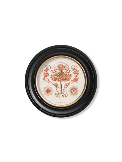 c 1904 haeckel sealife round frames in size 70 x 70cm - glass-fronted framed wall art print with solid wood frame, luxury wall art for sophisticated spaces