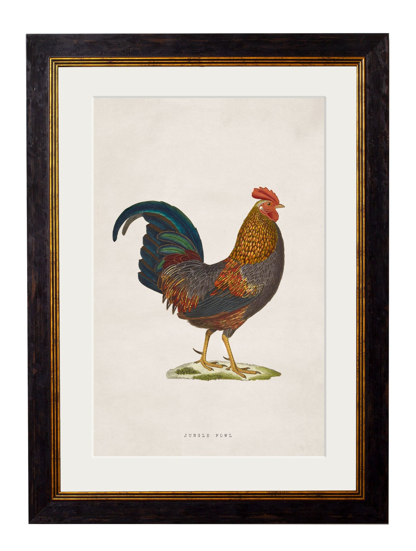 c 1838 bronze junglefowl in size 38 x 50cm - glass-fronted framed wall art print with solid wood frame, a beautiful addition to stylish homes