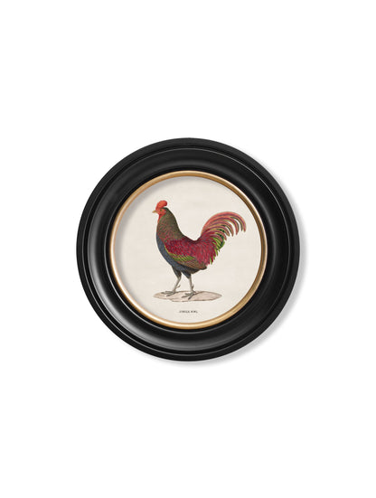 c 1870 junglefowl in round frames in size 70 x 70cm - glass-fronted framed wall art print with solid wood frame, ideal for modern interiors