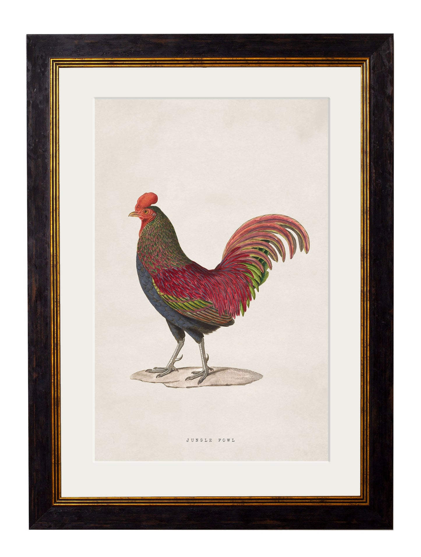 c 1838 bronze junglefowl in size 50 x 70cm - glass-fronted framed wall art print with solid wood frame, ideal for contemporary home styling