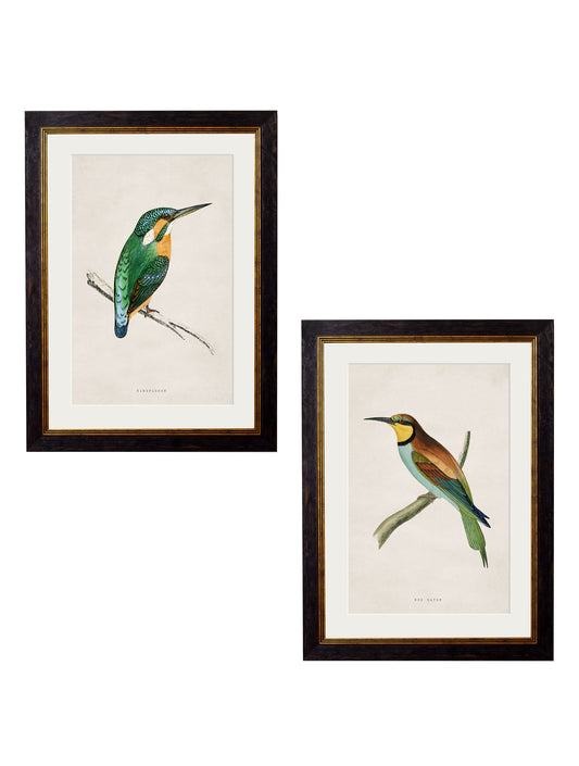c.1870 Kingfisher & Bee Eater in size 38 x 50cm - glass-fronted framed wall art print with solid wood frame, perfect for statement wall decor