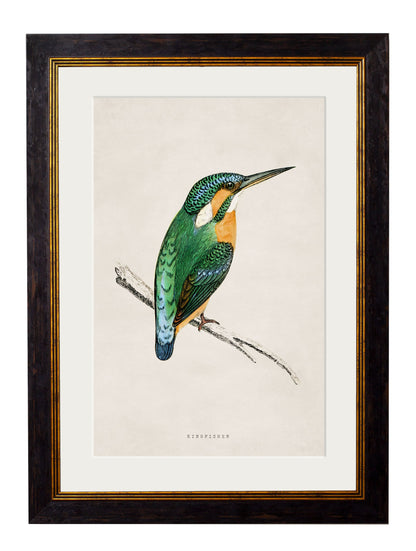 c 1850s bee eater in size 38 x 50cm - glass-fronted framed wall art print with solid wood frame, luxury wall art for sophisticated spaces