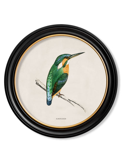 c 1870 kingfisher and bee eater in size 70 x 70cm - glass-fronted framed wall art print with solid wood frame, perfect for statement wall decor