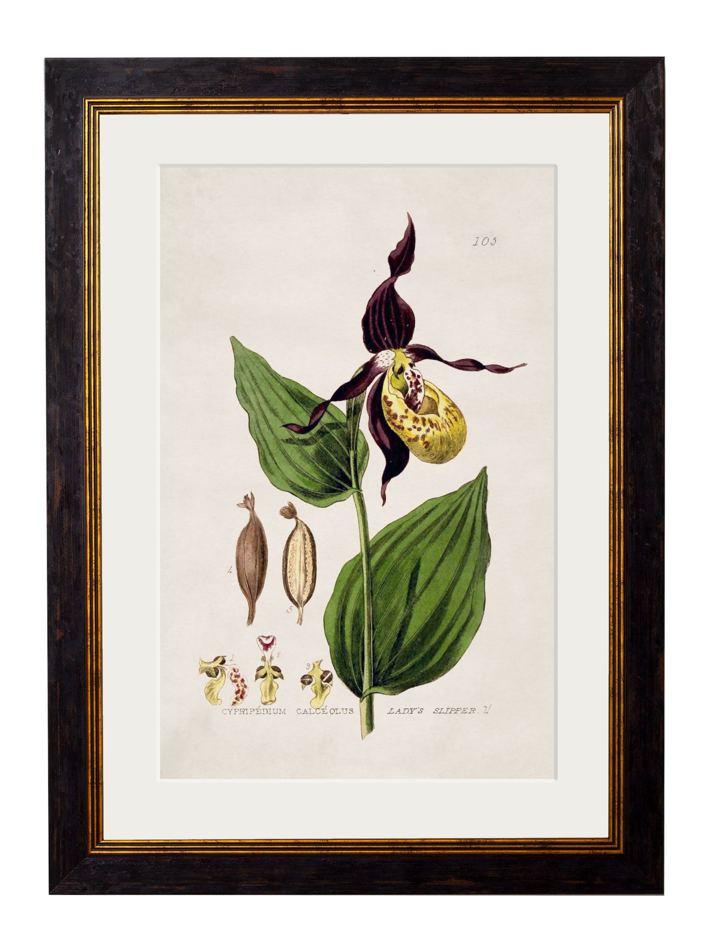 c 1837 british flowering plant catchfly in size 38 x 50cm - glass-fronted framed wall art print with solid wood frame, adds elegance to your decor