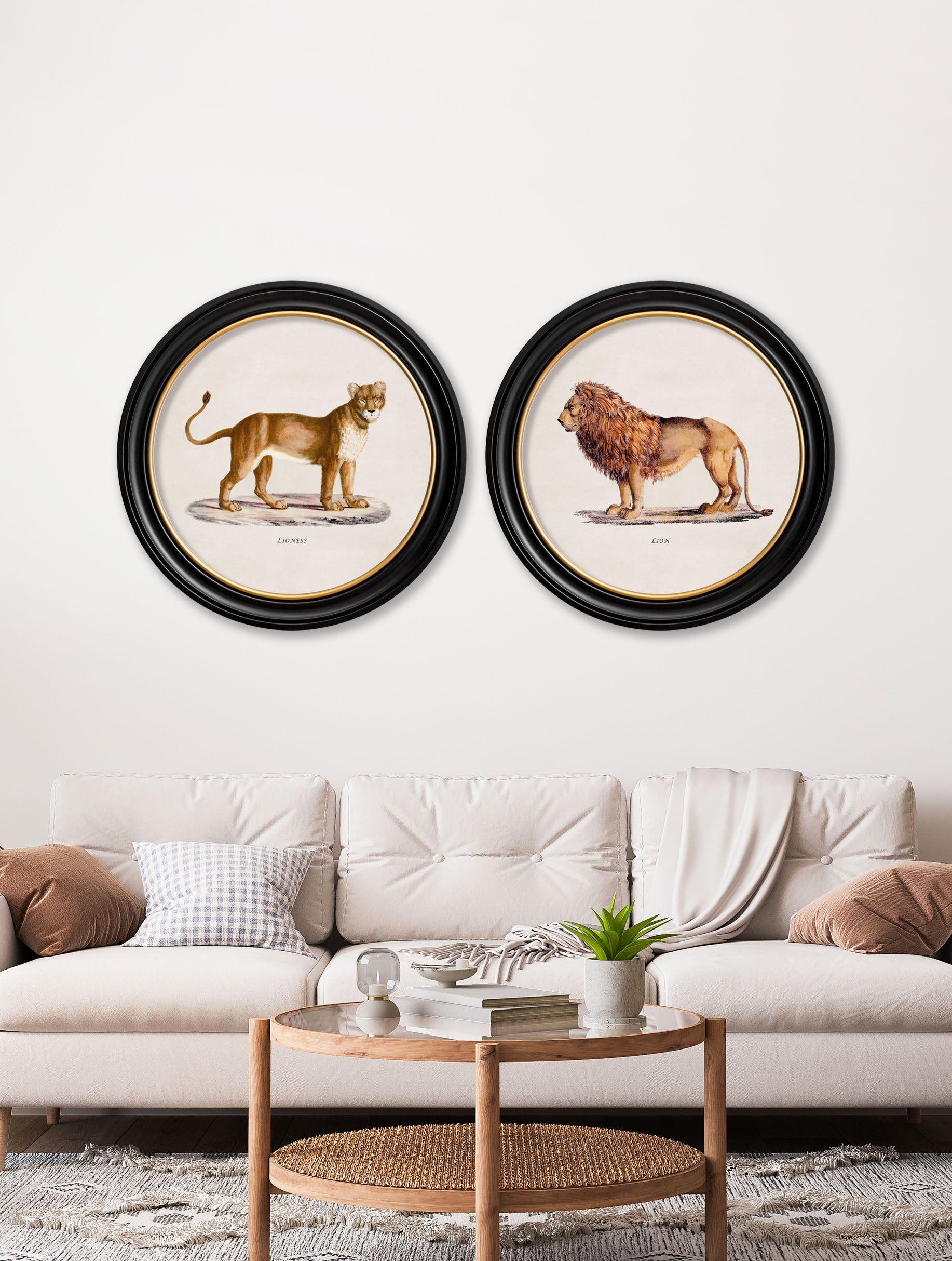 c 1800s lion lioness round frames in size 44 x 44cm - glass-fronted framed wall art print with solid wood frame, adds elegance to your decor