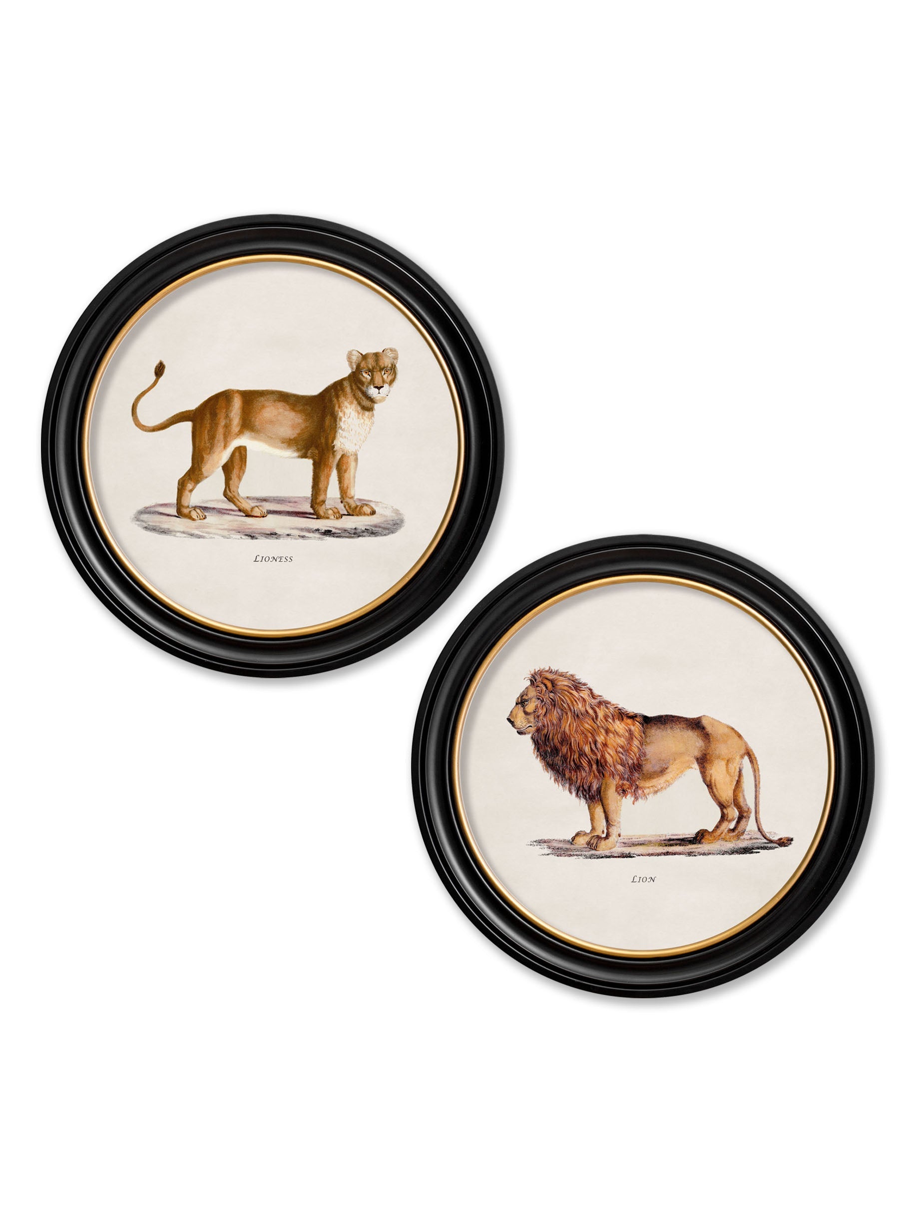 c.1800s Lion & Lioness - Round Frames in size 44 x 44cm - glass-fronted framed wall art print with solid wood frame, perfect for statement wall decor