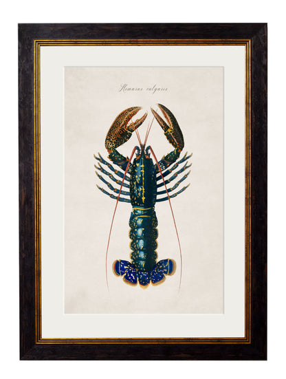 c 1876 collection of marine animals in size 38 x 50cm - glass-fronted framed wall art print with solid wood frame, perfect for statement wall decor