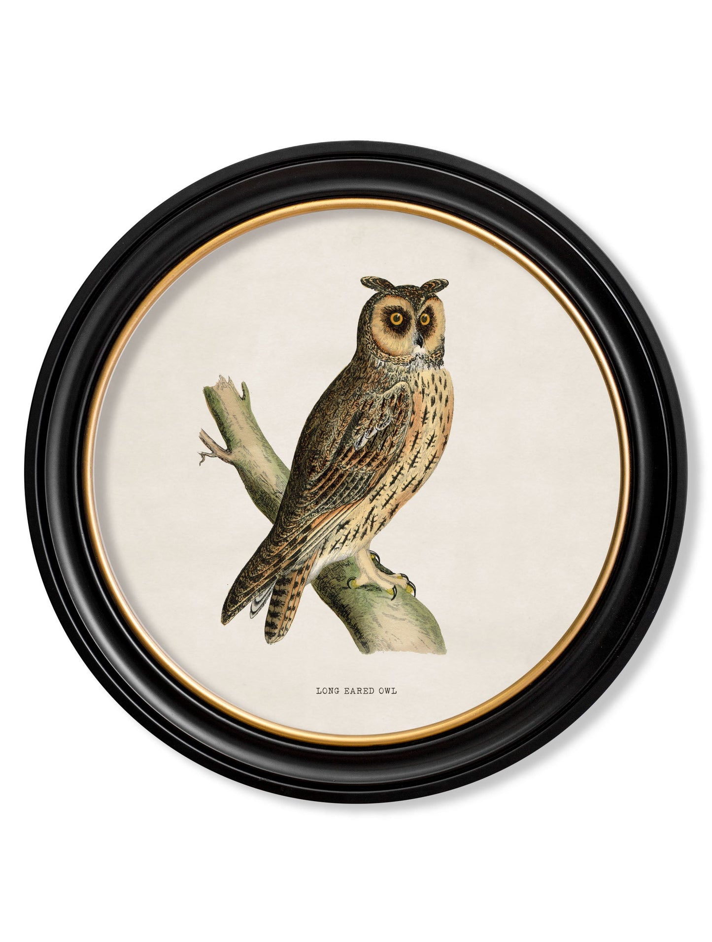 c 1870 british owls in round frames in size 70 x 70cm - glass-fronted framed wall art print with solid wood frame, designed for high-end interior design