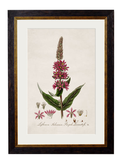 c 1837 british flowering plant catchfly in size 38 x 50cm - glass-fronted framed wall art print with solid wood frame, perfect for luxury home decor