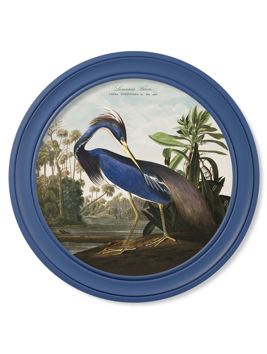 c.1838 Audubon's Louisana Heron in Blue Frame in size 44 x 44cm - glass-fronted framed wall art print with solid wood frame, designed for high-end interior design