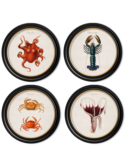 c.1876 Marine Animals in Round Frames in size 44 x 44cm - glass-fronted framed wall art print with solid wood frame, designed for high-end interior design