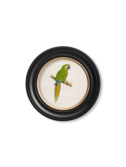 c 1884s collection of macaws in round frames in size 70 x 70cm - glass-fronted framed wall art print with solid wood frame, ideal for modern interiors