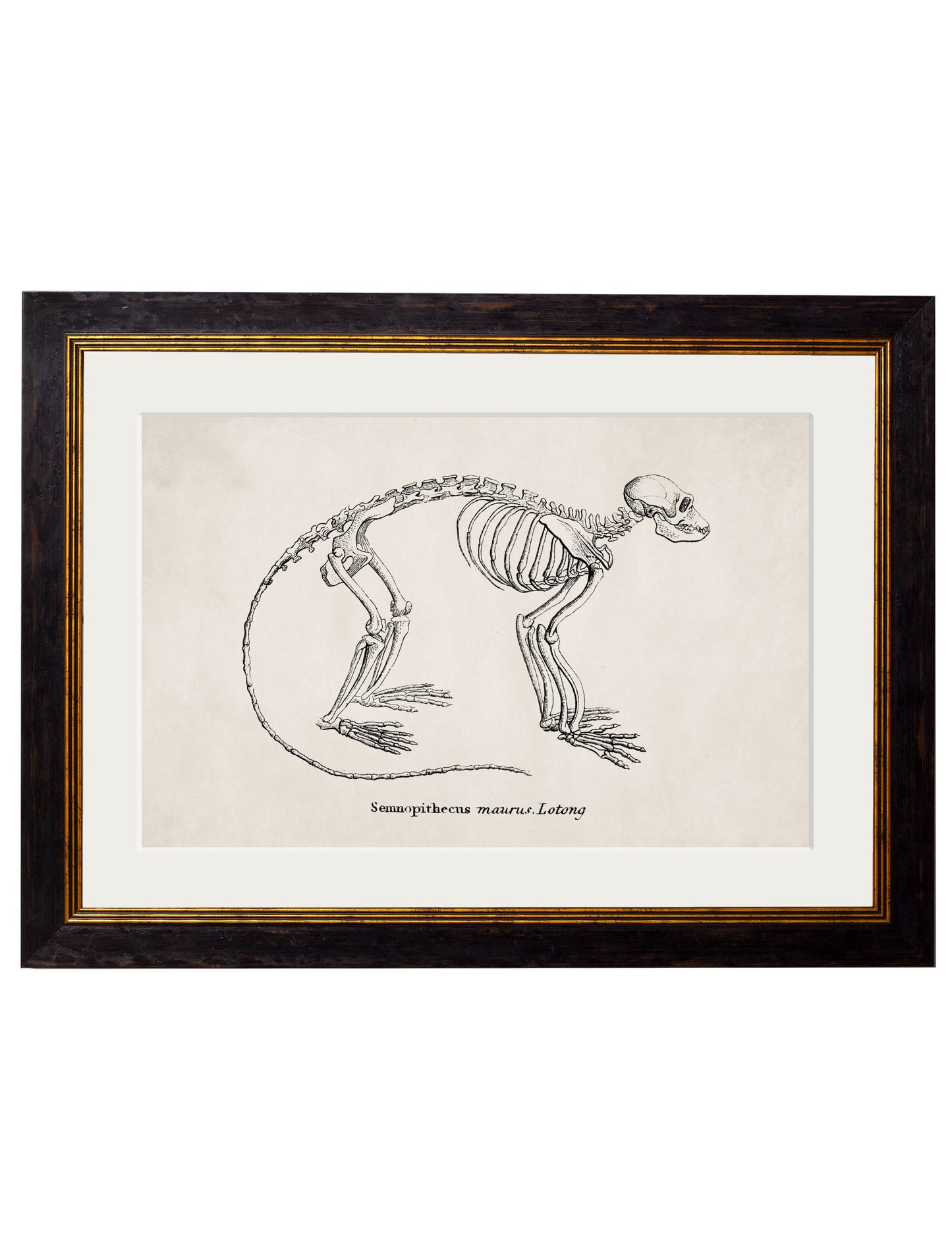 c 1870 whale skeletons print in size 38 x 50cm - glass-fronted framed wall art print with solid wood frame, designed for high-end interior design
