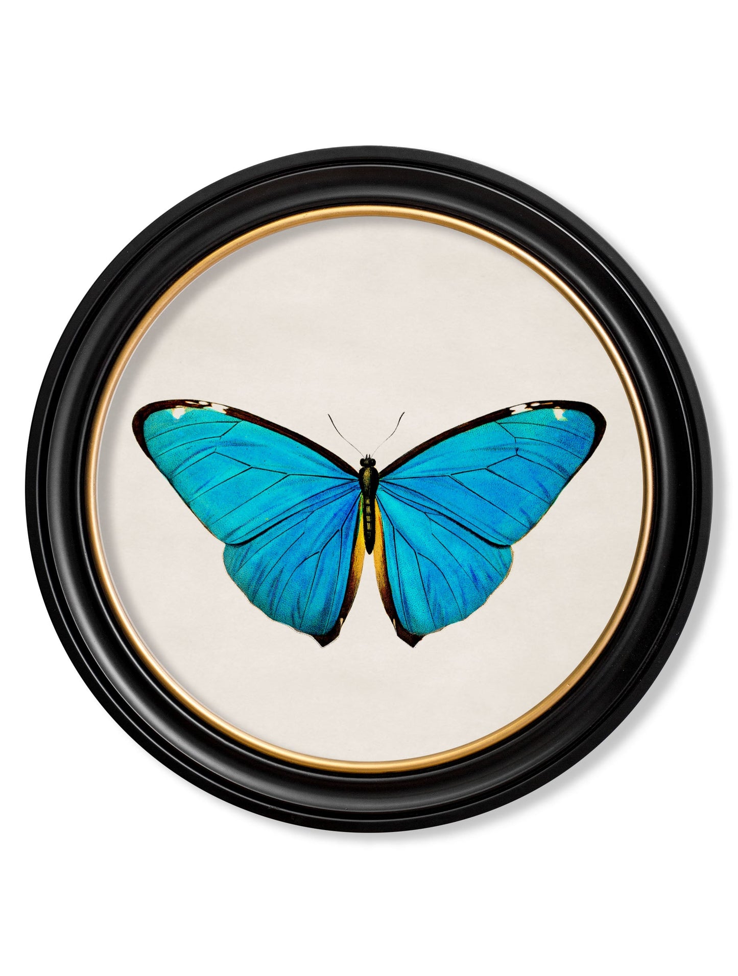 c 1836 birdwing butterfly round frame in size 70 x 70cm - glass-fronted framed wall art print with solid wood frame, perfect for statement wall decor