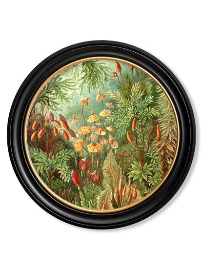 c 1904 haeckel flora and fauna round frames in size 70 x 70cm - glass-fronted framed wall art print with solid wood frame, ideal for modern interiors
