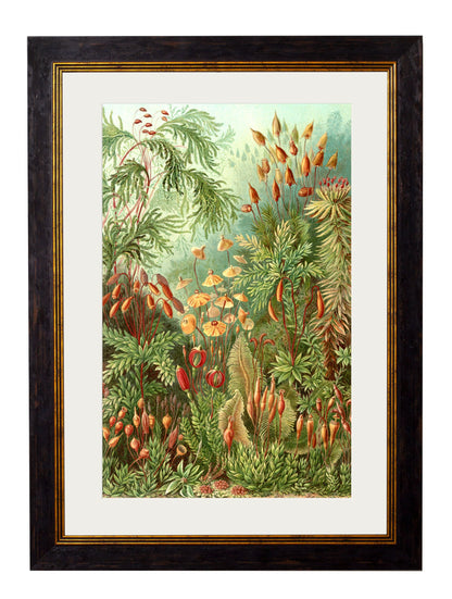 c 1904 haeckel flora in size 38 x 50cm - glass-fronted framed wall art print with solid wood frame, perfect for statement wall decor