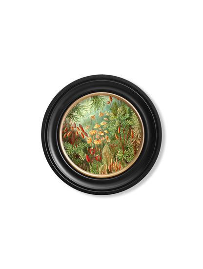 c 1904 haeckel flora and fauna round frames in size 70 x 70cm - glass-fronted framed wall art print with solid wood frame, ideal for contemporary home styling