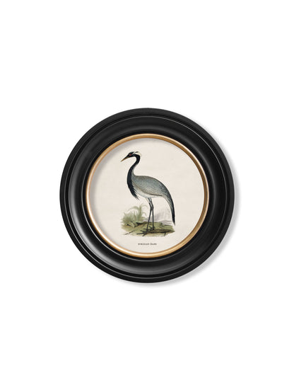 c 1870 wading birds in round frames in size 70 x 70cm - glass-fronted framed wall art print with solid wood frame, designed for high-end interior design