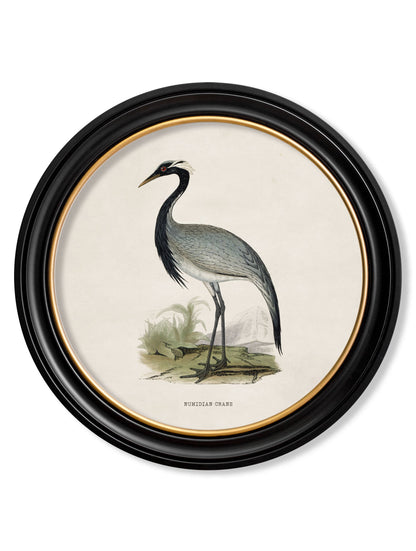c 1870 wading birds in round frames in size 70 x 70cm - glass-fronted framed wall art print with solid wood frame, designed for high-end interior design