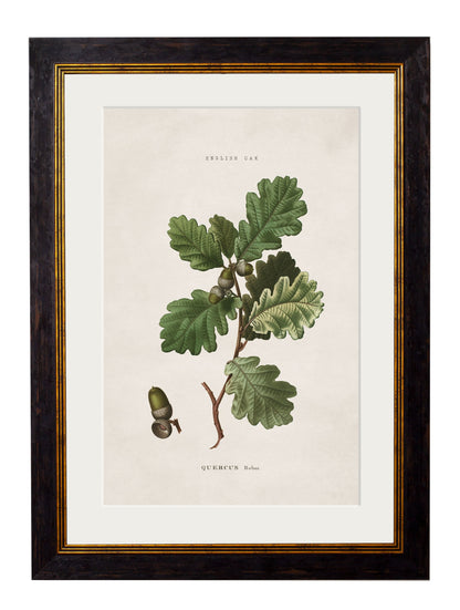 c 1819 oak leaf in size 38 x 50cm - glass-fronted framed wall art print with solid wood frame, luxury wall art for sophisticated spaces