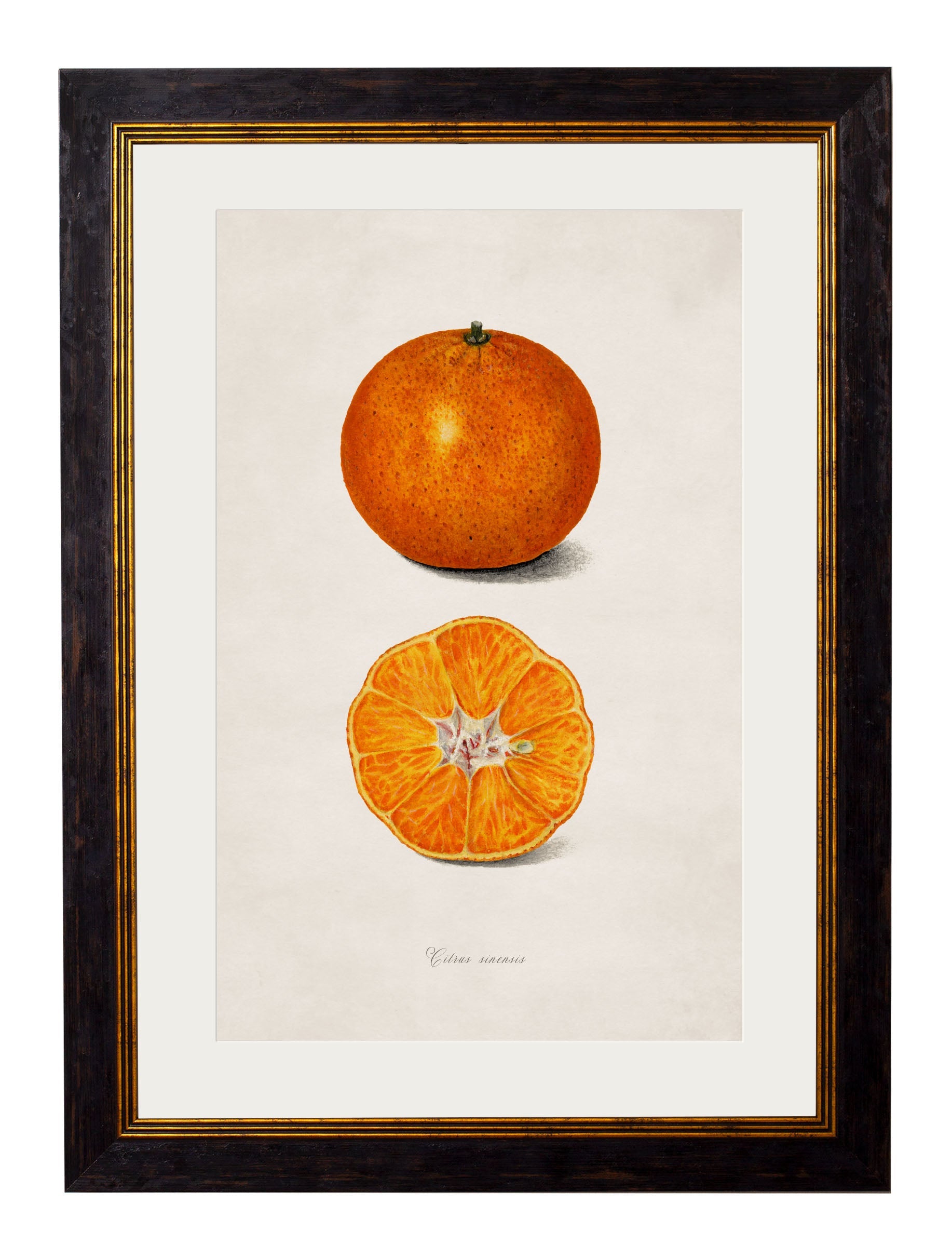 c 1886 study of oranges in size 38 x 50cm - glass-fronted framed wall art print with solid wood frame, luxury wall art for sophisticated spaces