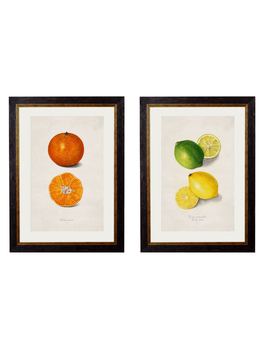 c.1886 Study of Citrus Fruit in size 38 x 50cm - glass-fronted framed wall art print with solid wood frame, luxury wall art for sophisticated spaces