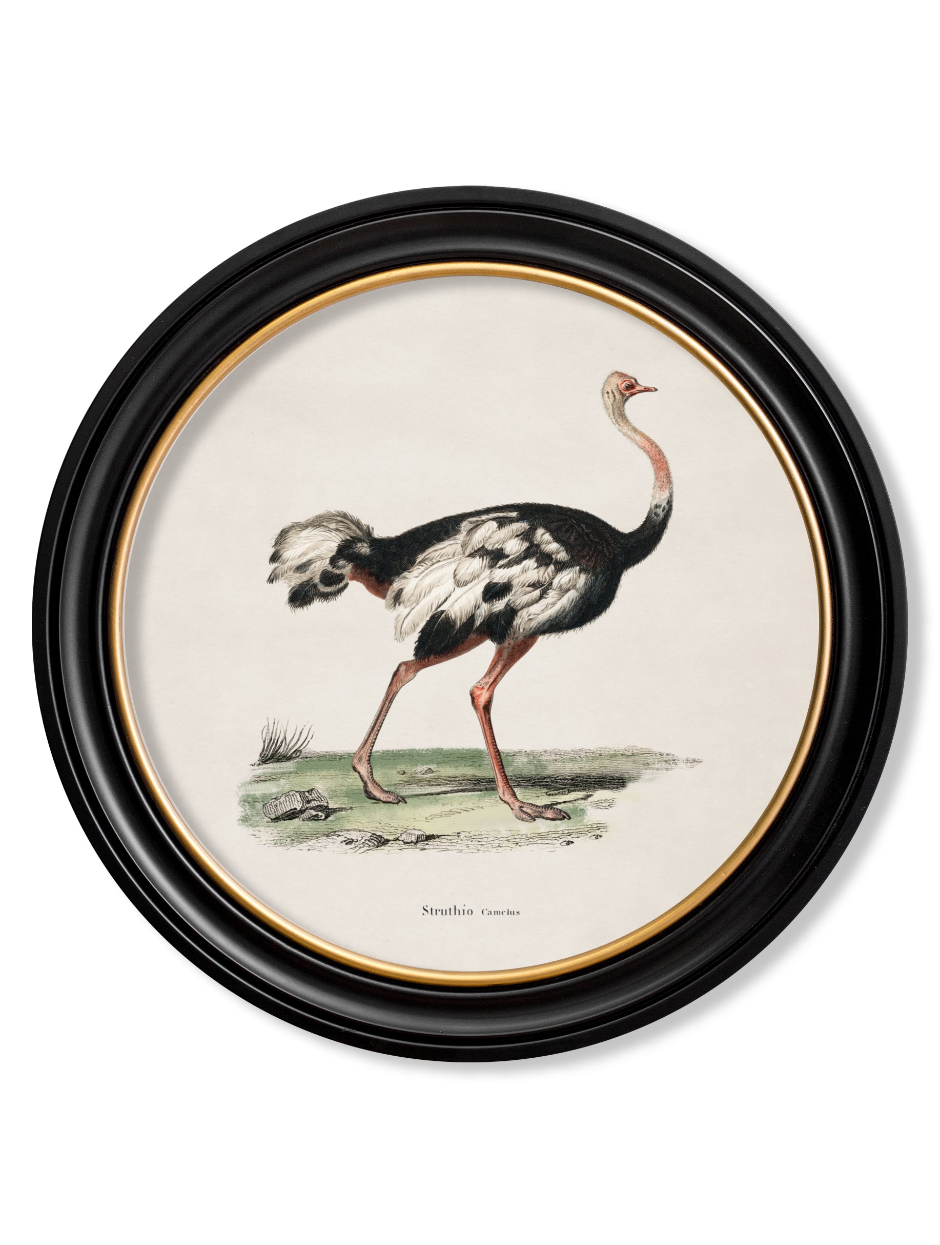 c.1846 Ostrich - Round Frame in size 44 x 44 cm - glass-fronted framed wall art print with solid wood frame, ideal for modern interiors