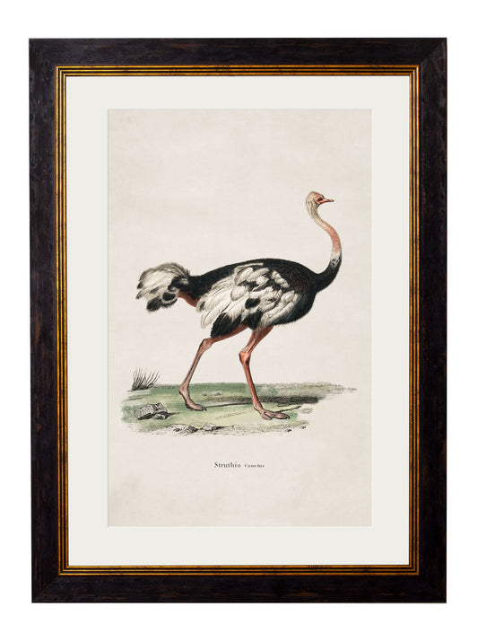 c.1846 Ostrich in size 38 x 50cm - glass-fronted framed wall art print with solid wood frame, luxury wall art for sophisticated spaces