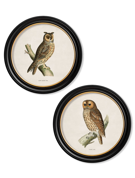 c.1870 British owls in Round Frames in size 44 x 44cm - glass-fronted framed wall art print with solid wood frame, ideal for contemporary home styling