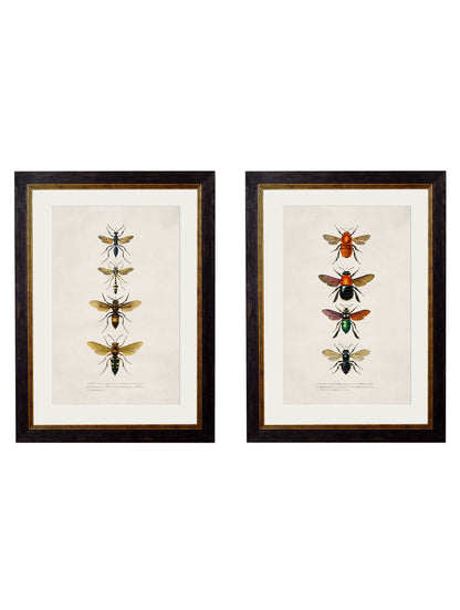 c.1892 Bees and Wasps in size 38 x 50cm - glass-fronted framed wall art print with solid wood frame, luxury wall art for sophisticated spaces