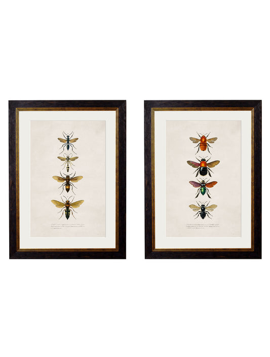 c.1892 Bees and Wasps in size 38 x 50cm - glass-fronted framed wall art print with solid wood frame, luxury wall art for sophisticated spaces