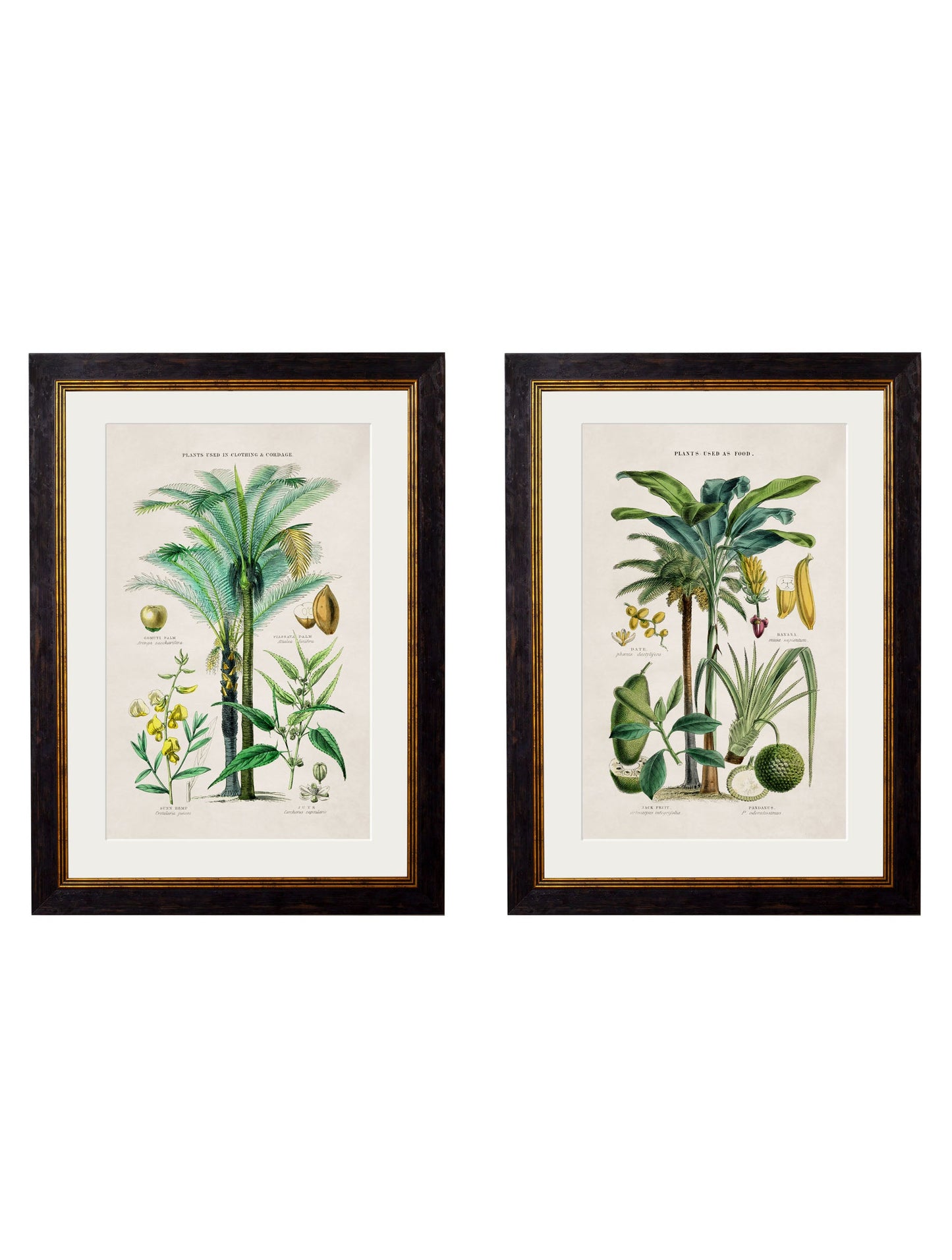 c.1877 Tropical Plants Used as Food and Clothing in size 38 x 50cm - glass-fronted framed wall art print with solid wood frame, a beautiful addition to stylish homes