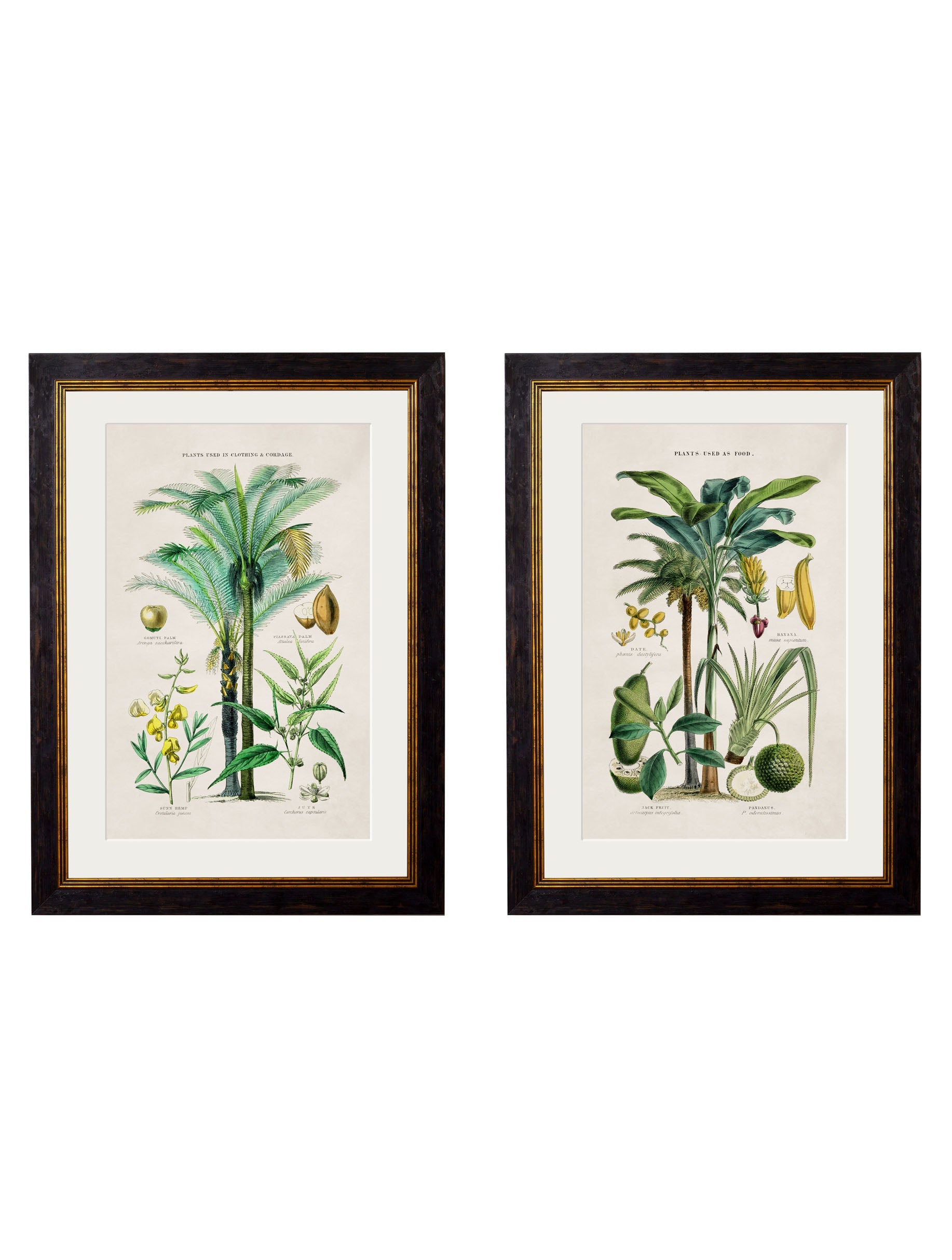 c.1877 Tropical Plants Used as Food and Clothing in size 38 x 50cm - glass-fronted framed wall art print with solid wood frame, a beautiful addition to stylish homes