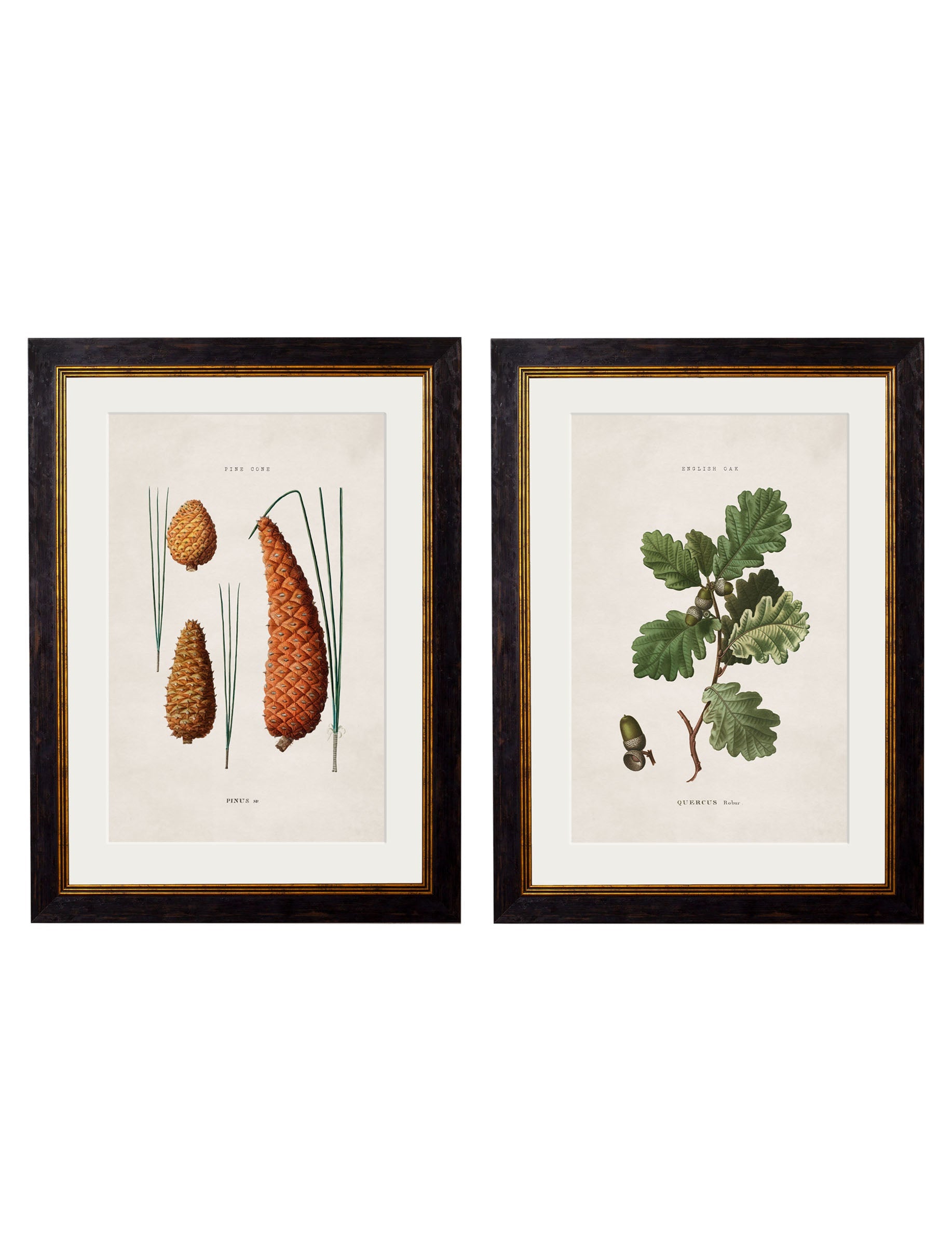 c.1819 Study of British Leaves and Pinecones in size 38 x 50cm - glass-fronted framed wall art print with solid wood frame, ideal for contemporary home styling