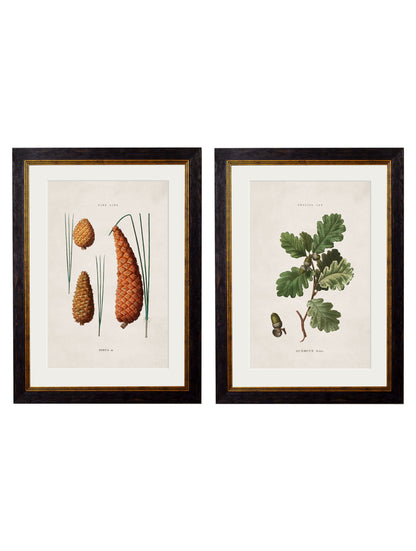 c.1819 Study of British Leaves and Pinecones in size 38 x 50cm - glass-fronted framed wall art print with solid wood frame, ideal for contemporary home styling
