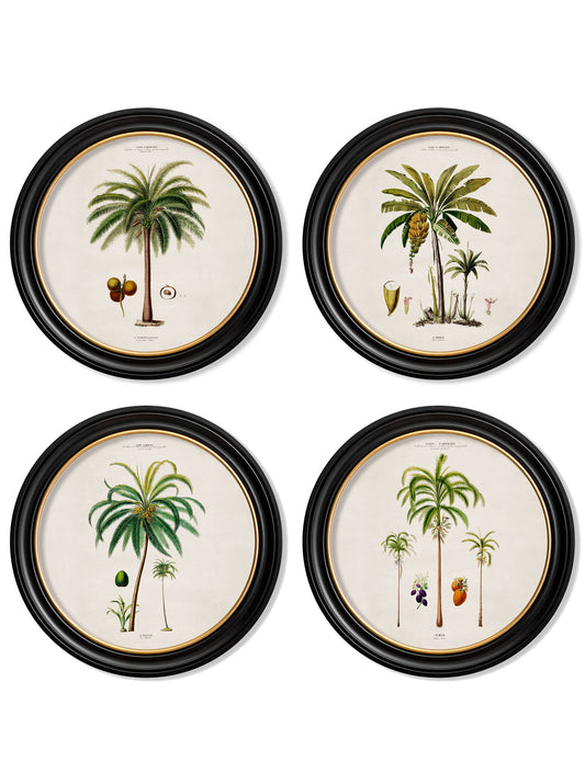 c.1843 Studies of South American Palm Trees in Round Frames in size 44 x 44cm - glass-fronted framed wall art print with solid wood frame, adds elegance to your decor