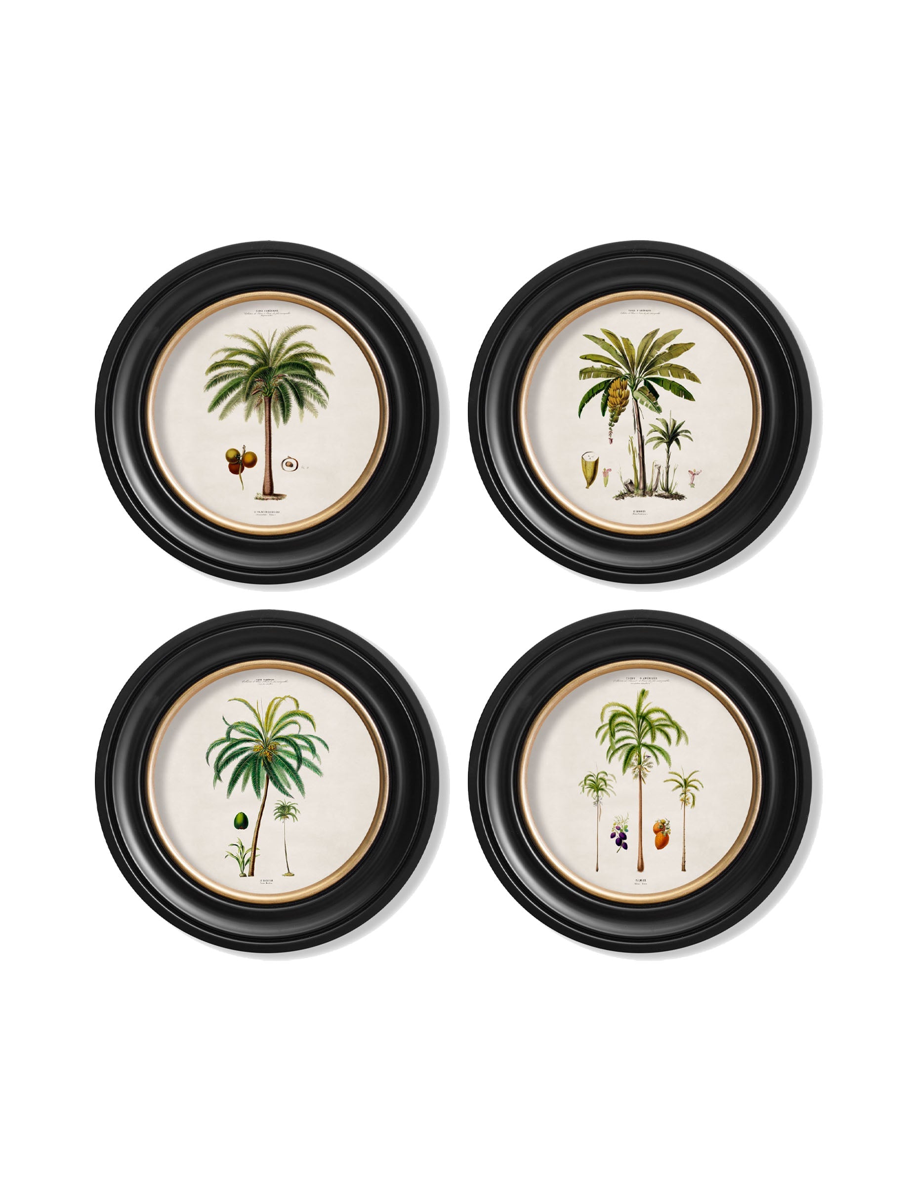 c 1843 studies of south american palm trees in round frames in size 70 x 70cm - glass-fronted framed wall art print with solid wood frame, luxury wall art for sophisticated spaces