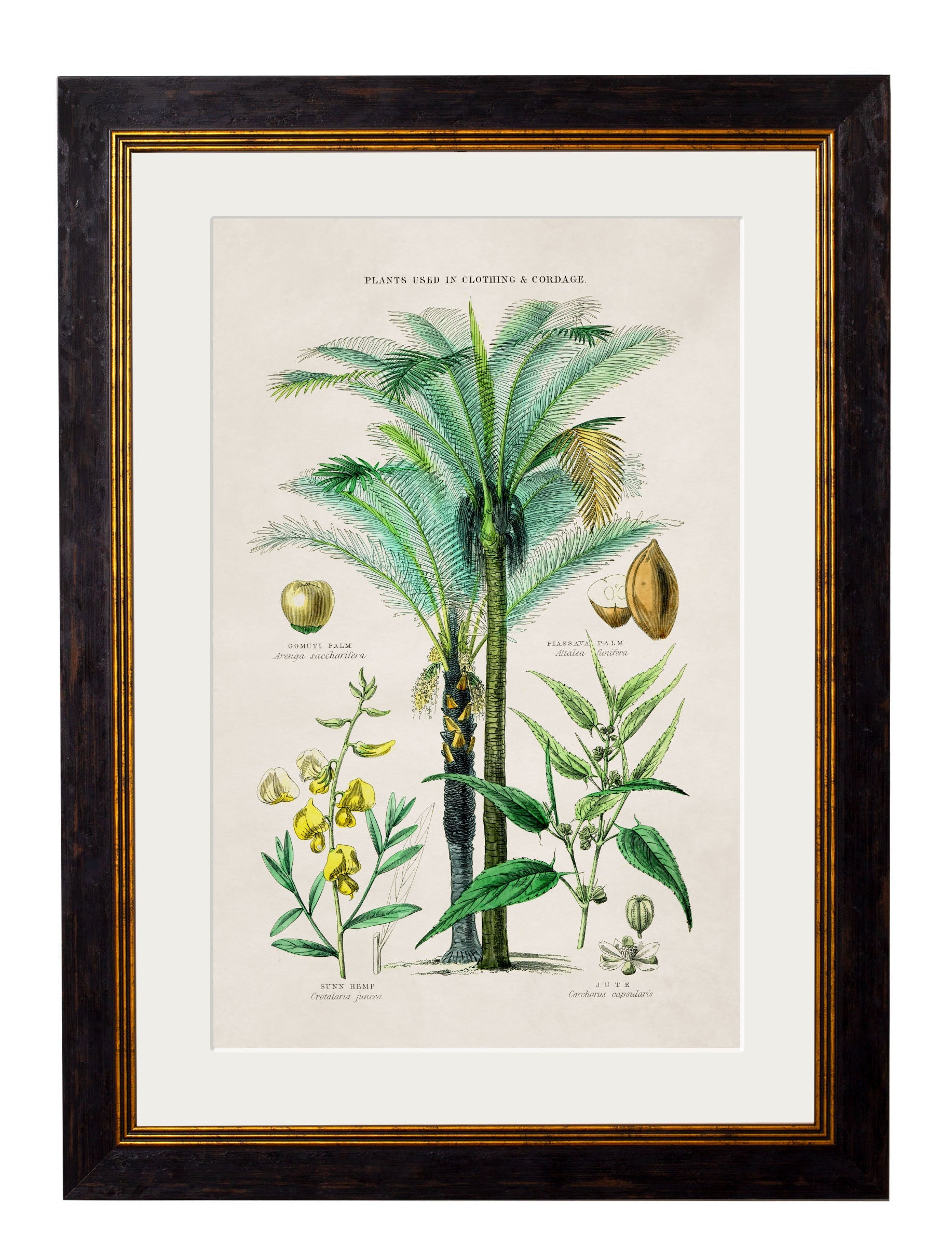c 1877 tropical plants giclee print in size 38 x 50cm - glass-fronted framed wall art print with solid wood frame, adds elegance to your decor