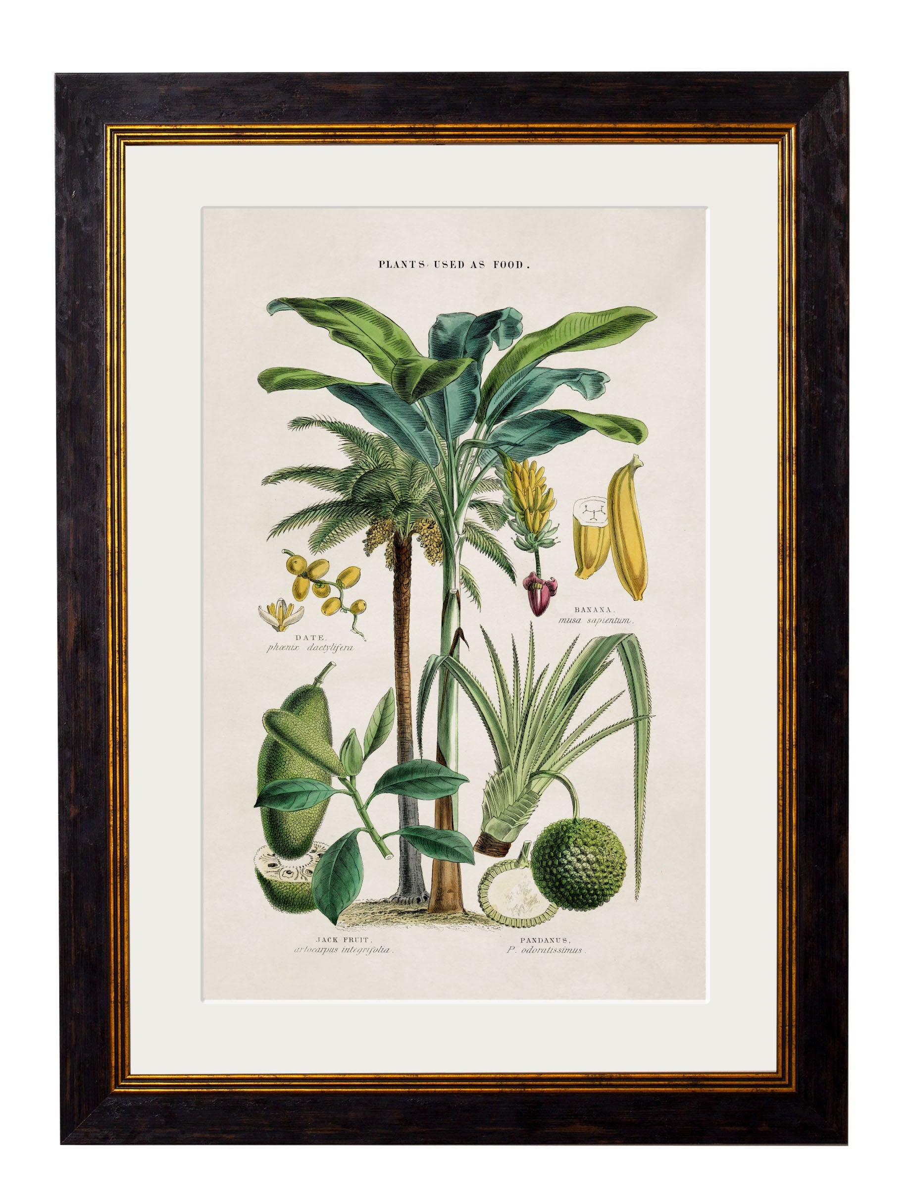 c 1877 tropical plants giclee print in size 50 x 70cm - glass-fronted framed wall art print with solid wood frame, perfect for luxury home decor