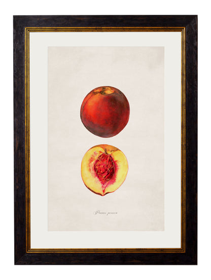 c 1886 study of peaches in size 38 x 50cm - glass-fronted framed wall art print with solid wood frame, luxury wall art for sophisticated spaces