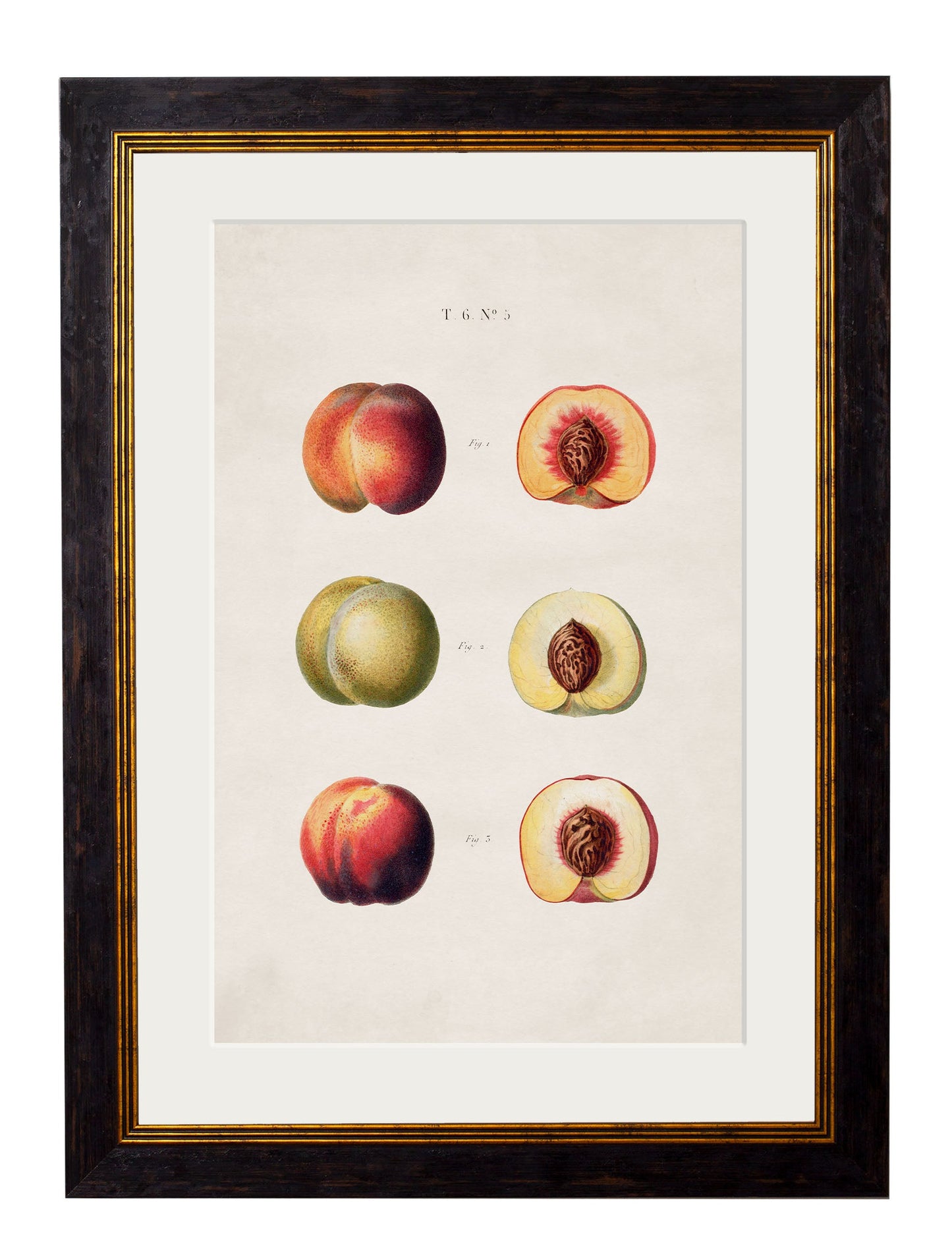 c 1819 european pears no 2 in size 50 x 70cm - glass-fronted framed wall art print with solid wood frame, adds elegance to your decor