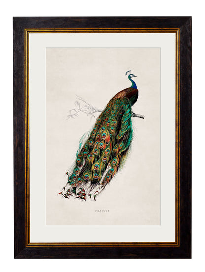 c.1847 Peacock in size 38 x 50cm - glass-fronted framed wall art print with solid wood frame, a beautiful addition to stylish homes