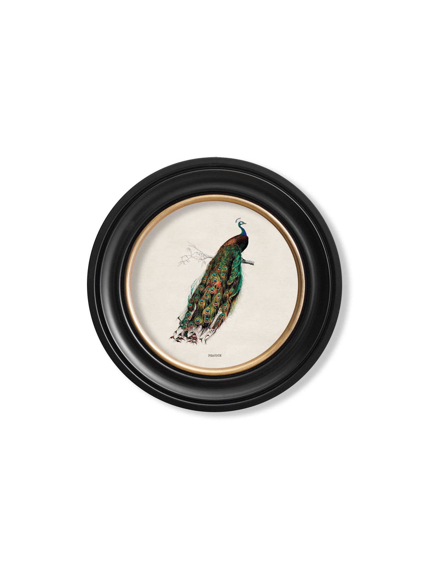 c 1809 pheasant round frame in size 70 x 70cm - glass-fronted framed wall art print with solid wood frame, adds elegance to your decor