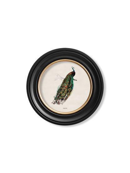 c 1809 pheasant round frame in size 70 x 70cm - glass-fronted framed wall art print with solid wood frame, adds elegance to your decor